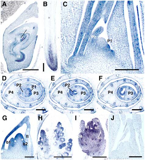 Figure6.jpg