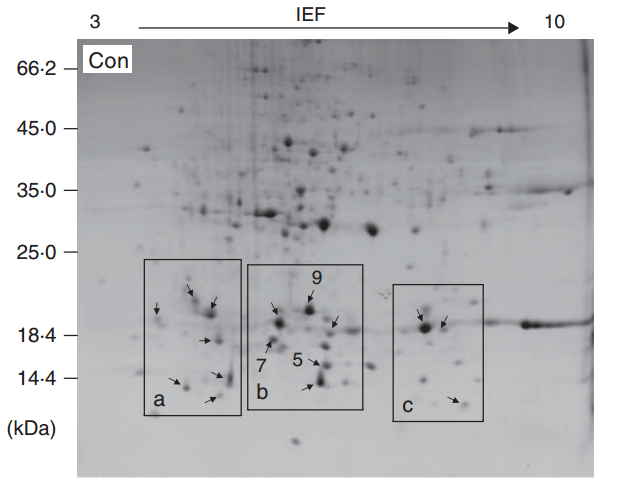 IC4R012-Proteomic-2009-19201764-f4a.png