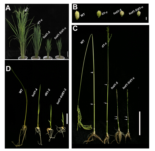 Figure1 ABCD.jpg