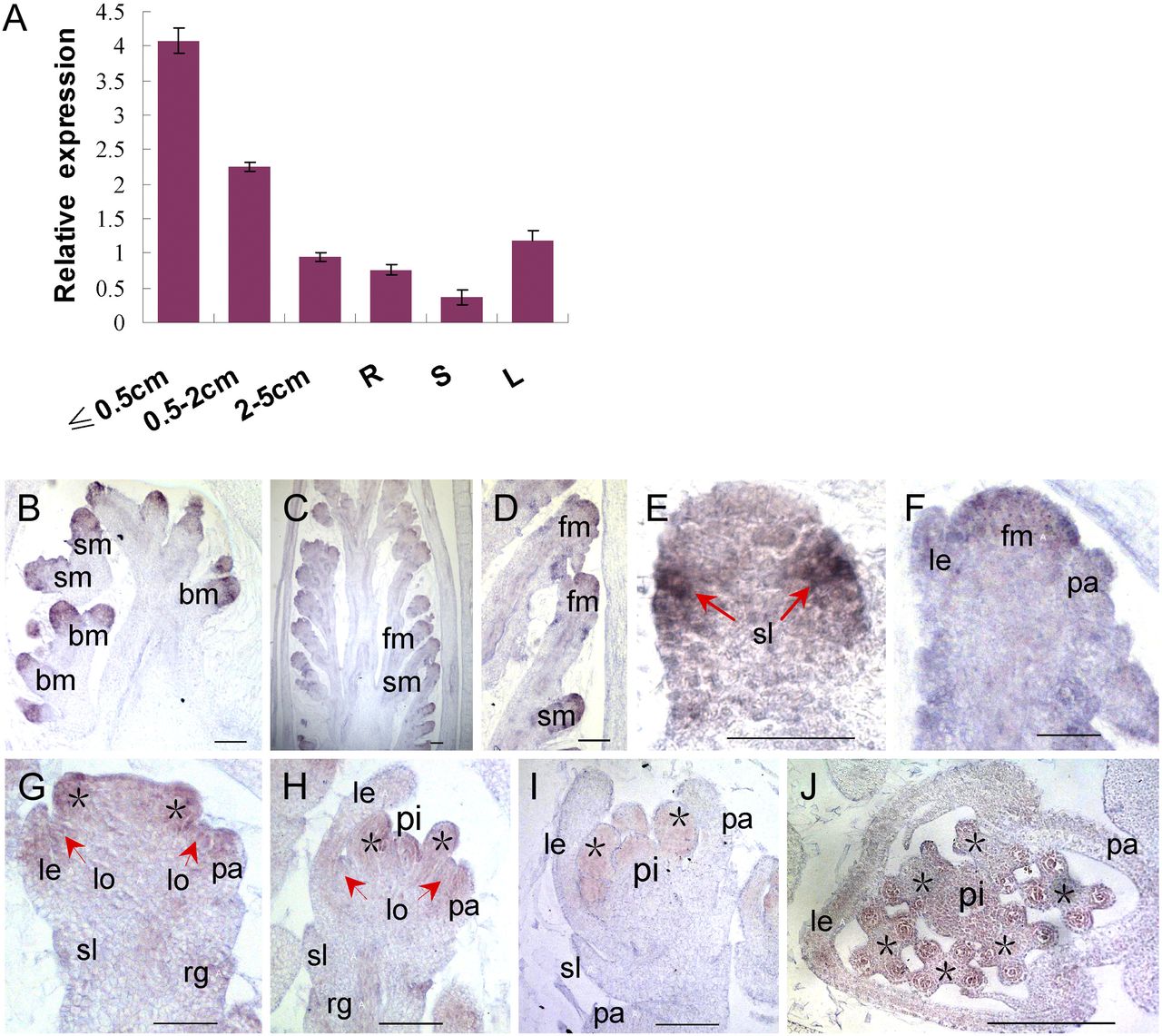 Expression pattern of ''msf1''.jpg