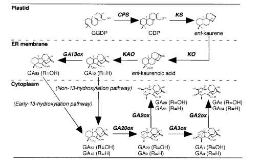 File:Fig.5 OsGA20ox1.jpg