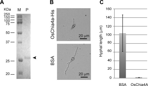 File:Antifungal activity.jpg