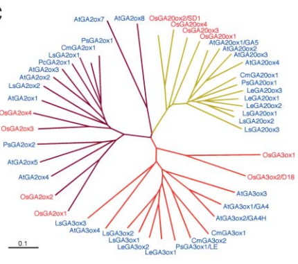 File:Fig.4 OsGA20ox1.jpg