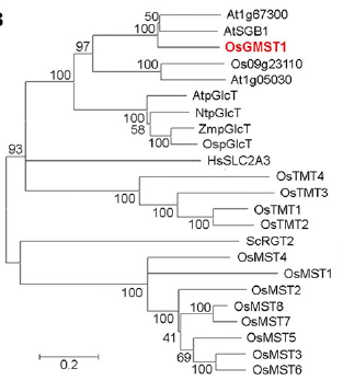 File:OsGMST1 3.png