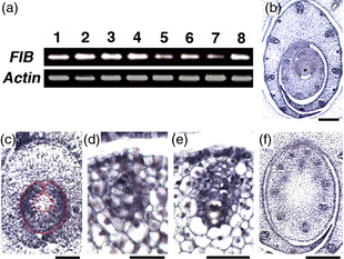 File:Shijc-Os01g0169800-Fig4.png