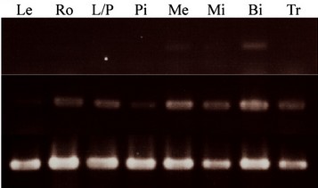 Gene expression pattern of CAP1..jpg