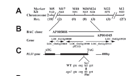 File:RLS1.4.png