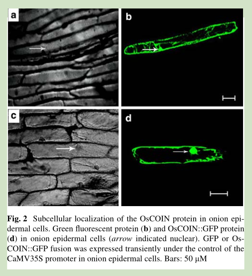 File:Fig.2zxy.png