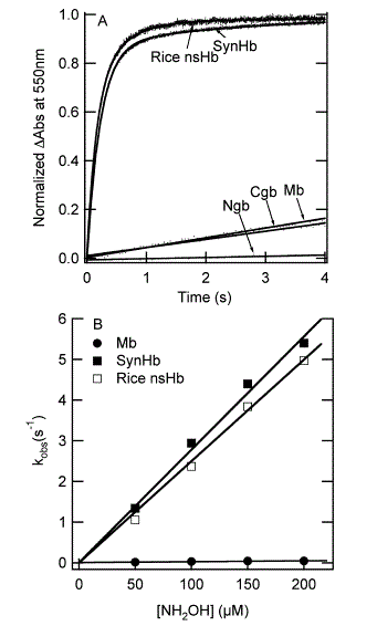 "Relative rates of hydroxylamine reduction by different Hbs(from reference [3])"