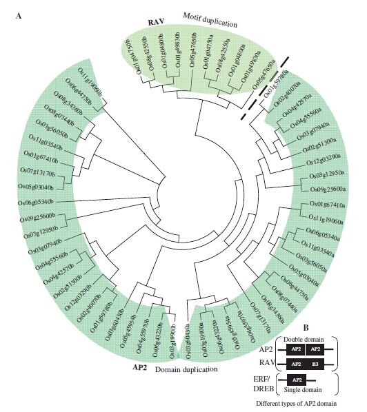 File:Li-Os06g0127100-Fig2.jpg