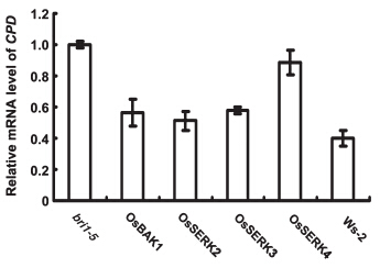 File:Real-time PCR analysed theexpression of CPD gene in transgenic plants, bri1-5 itself and wild-type Ws-2.jpg
