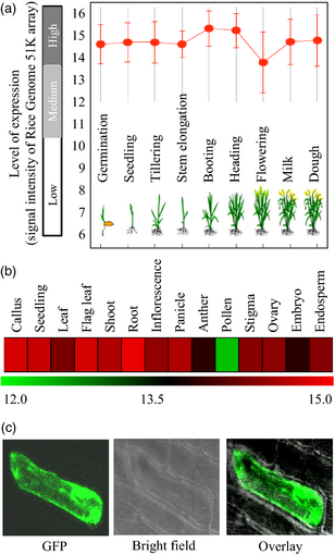 File:Shijc-Os03g0332400-Fig3.png