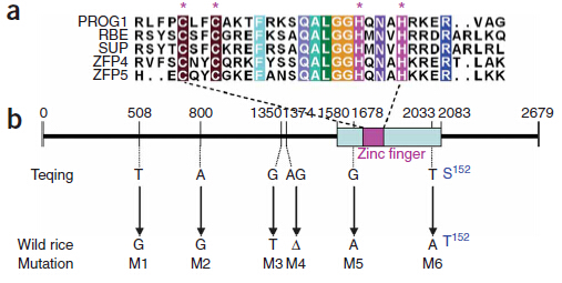 File:PROG1 structure and mutation analysis.jpg