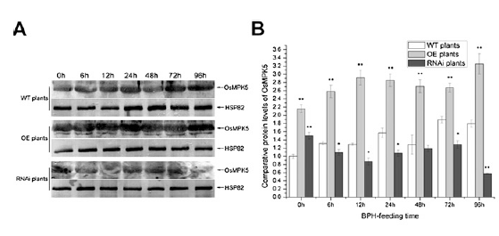 Fig.3w.png