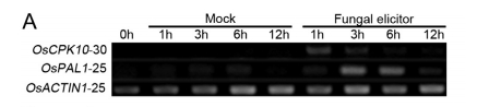 Os03g0788500expression.jpg