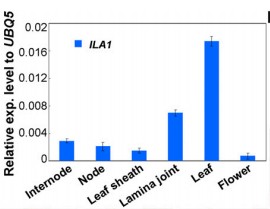 File:Relative exp.level to UBQ5.pdf..jpg