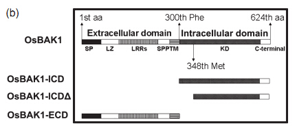 File:The structure sketch map of OsBAK1 protein.jpg
