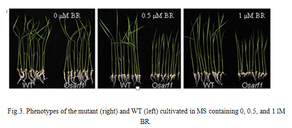 Fig.3..jpg