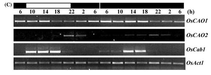 Figure 8.Plants were grown in greenhouse 14 h/10 h light/dark, and then transferred to continuous darkness. Flag leaves of two or three plants were harvested for RNA extraction.