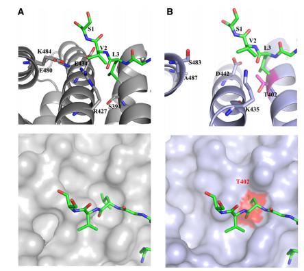 Fig 6 structure difference.jpg