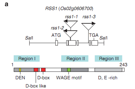 File:Zzb.jpg