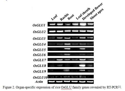 File:OsGLU1.2.jpg