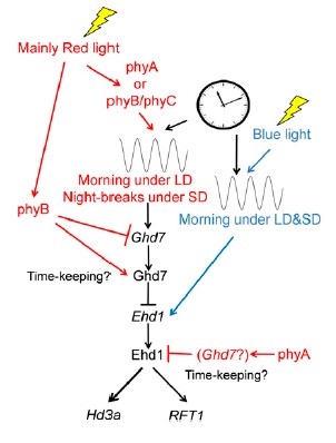"Red and blue lines indicate red- and blue-light mediated responses,respectively. In addition to the two gate mechanisms, there are two phytochrome-dependent controls for time-keeping mechanisms in rice: LD-prominent promotion of Ghd7 repressor activity by phyB and LDprominent inhibition of Ehd1 activity by phyA([5])"