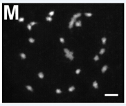 Figure M.jpg