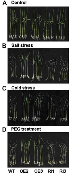 The tolerance to abiotic of overexpression and RNAi of OsMYB2.jpg