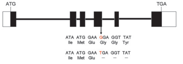 File:Shijc-Os04g0106300-Fig2.png