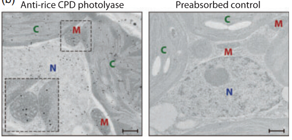 Subcellular location of cyclobutane pyrimidine dimer (CPD) photolyase in rice.jpg