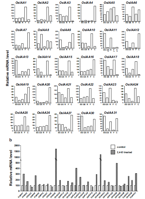 Figure 6. Real-time PCR expression profiles of individual OsIAA genes.jpg