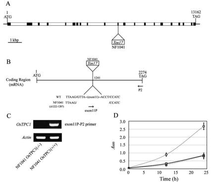 Fig-2 mutant insertion for OsTCP1.jpg