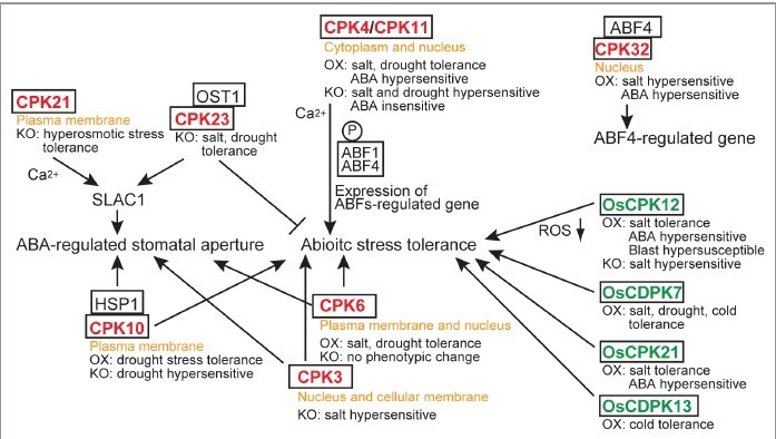 File:Function of CDPKs.jpg