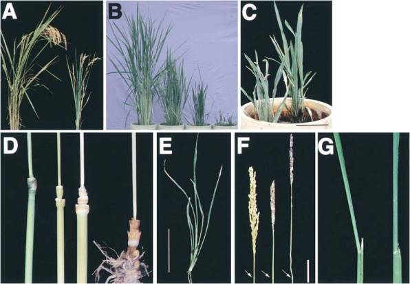 Complementation and Antisense Phenotype of OsBRI1.jpg
