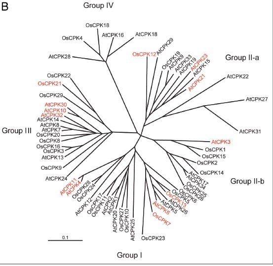 File:OsCPK21 Phylogenetic3.jpg
