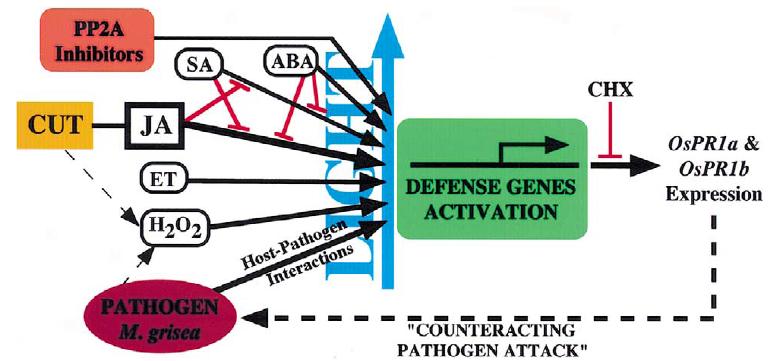 Expression of OsPR1 influenced by SA.JPG