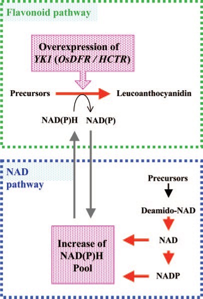 File:YK1 metabolic.jpg