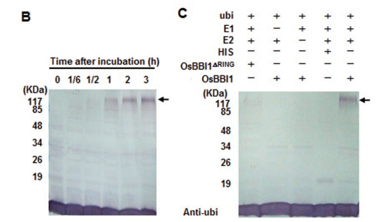 Figure7B 7C.jpg