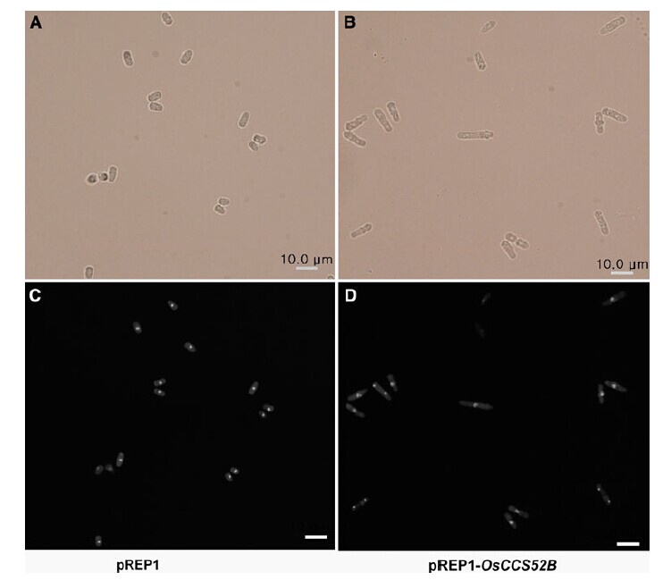 Fig.2.jpg