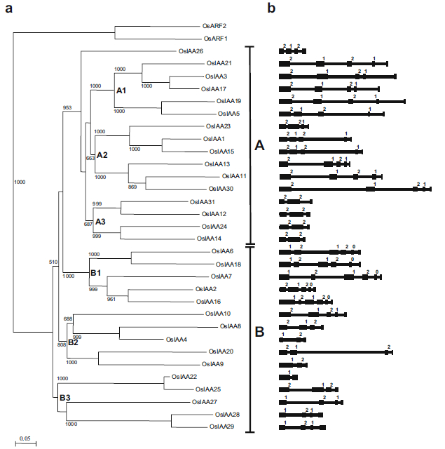 Figure 5. Phylogenetic relationship among the rice gene IAA.jpg