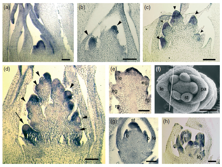 File:Os04g0598300-1.png