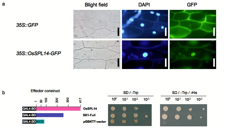 File:Subcellular localization and transactivation analysis of OsSPL14 protein.jpg