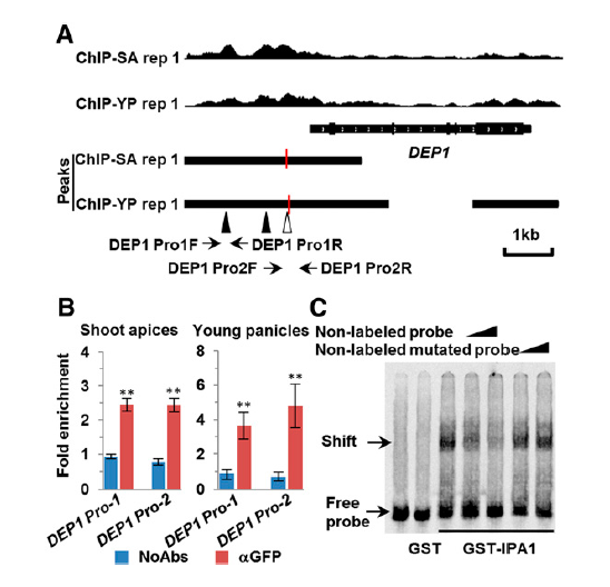 File:IPA1 figure 2.png