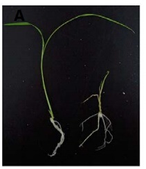 File:The unnormal growth condition of OsBAK1.jpg