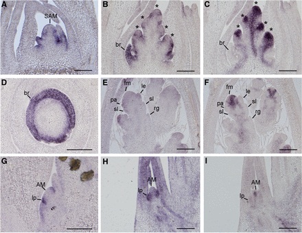 File:Expression pattern of OsSPL14.jpg