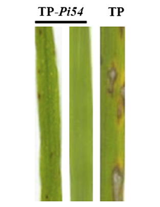 Functional analysis of differentially regulated genes of.png