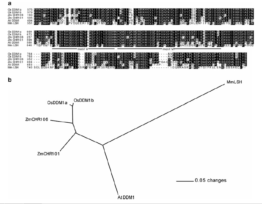 Relationship among DDM1-like proteins.png