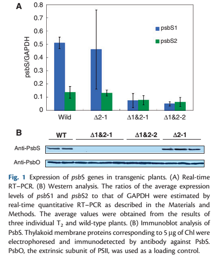 File:Expression of psbS genes in transgenic plants..png
