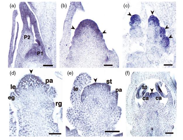 File:Wjt4.jpg